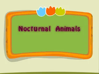Opening frame of “Nocturnal Animals”, activity 4A Unit 2 Lesson 8 — an interactive activity.
